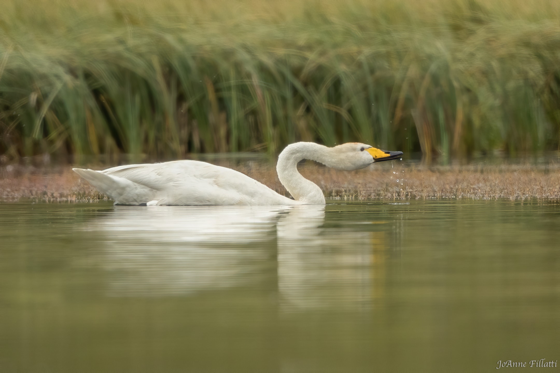 bird of iceland image 27